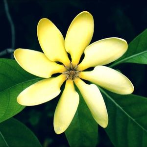 Meet your Posher Mary's Gardenia